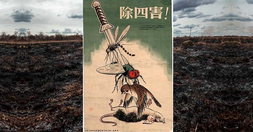 The Four Pests Campaign: Accidental Chinese Genocide? - Historic Mysteries