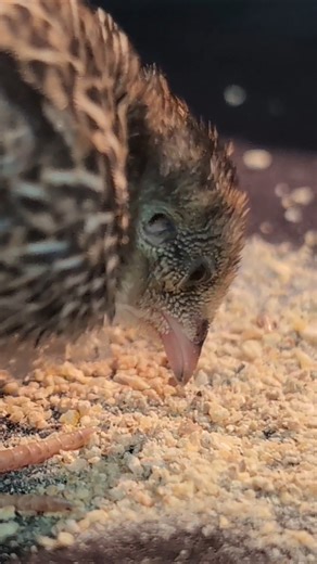 eating beeping pooping machine