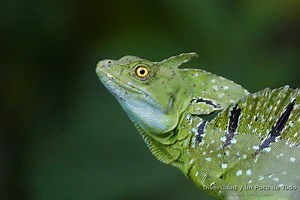 Basilisco esmeralda (Basiliscus plumifrons): inmóvil entre la vegetación.