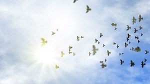 Animated Transition Flying Flock Pigeons Isolate Stock Footage Video (100% Royalty-free) 2625764 | Shutterstock