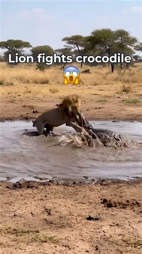 Lion vs Crocodile fight in mud!