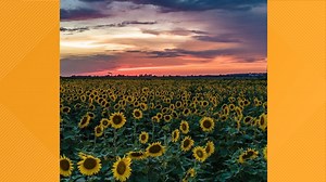 Where you can see a field of sunflowers in the St. Louis area