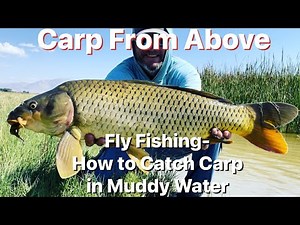 How to Catch Carp in Muddy Water - Carp Fly Fishing