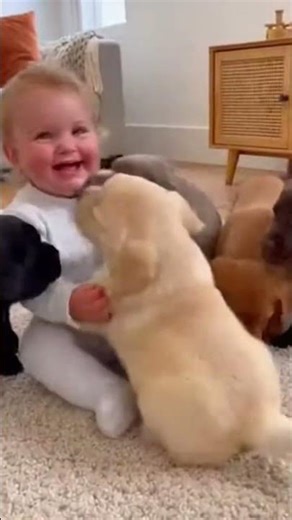Labrador puppies are pure joy 💖