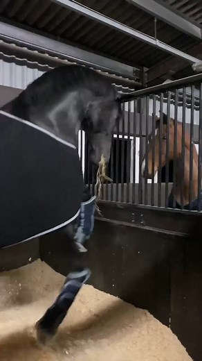 Note to self: don’t put normally chilled stallion next to normally chilled gelding 😂 #stallion #horserider #equestrian #horse