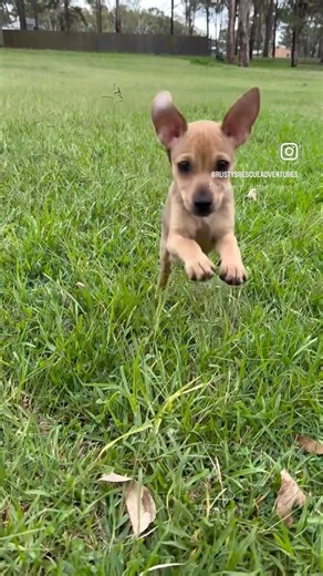 These Flying Rescue Pups will MAKE YOUR DAY!