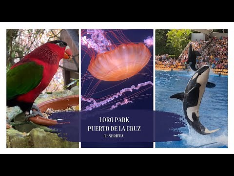 Loro Park - Teneriffa | Eine erstaunliche Vielfalt an exotischen Tieren