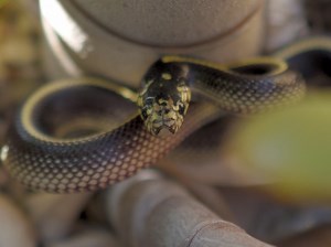 California Kingsnake: Photo Of The Day