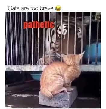 Savage Cat Moments: Cat Slapping Seal, Tiger, Alligator & Bear |