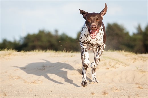 All About the Pointer Dog Breed