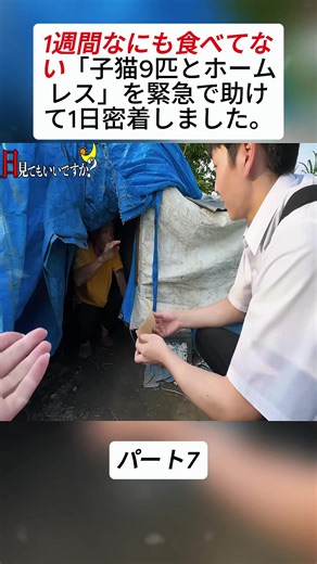 ホームレスと子猫を助ける緊急支援