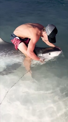 161K views · 1.6K reactions | HUGE Tiger Shark in Pensacola Florida! #Tigershark #gulfofmexico | Coastal WorldWide | Facebook