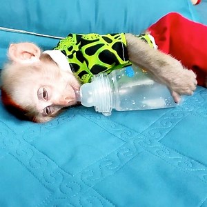 57K views · 2.5K reactions | Oh My God! Baby Monkey Kaka Drink Milk Until Sleep. Baby Diem Try Play Funny With Baby Monkey Kaka. | Family Monkey | Facebook