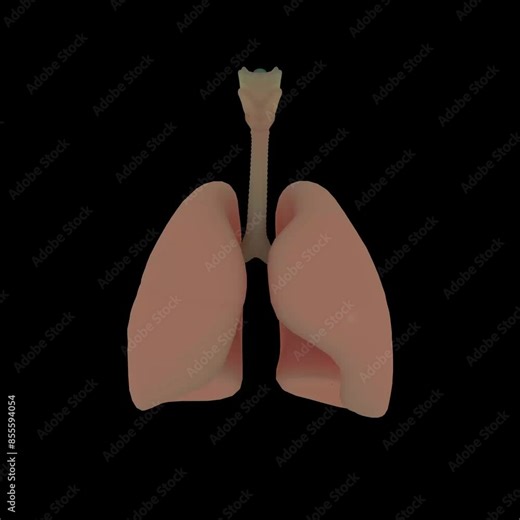 A 3D animated model of the human lungs and trachea, showcasing their structure and function