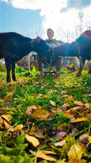 🪘 Hang Drum & Calves