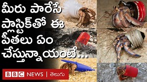 జీవవైవిధ్య ఔత్సాహికులు తీసిన ఫోటోలు, ఆన్‌లైన్‌లో పబ్లిష్ చేసిన ఆధారాలను బట్టి ఈ విషయం వెలుగులోకి వచ్చింది. #HermitCrabs #Plastic #Pollution #BioDiversity | BBC News Telugu