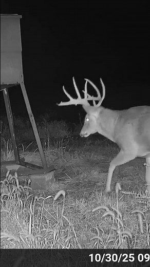 Whitetail giant #moultrie #deer #hunting #wildlife #kansas #nature #archery