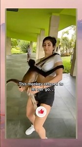 This monkey loves this girl