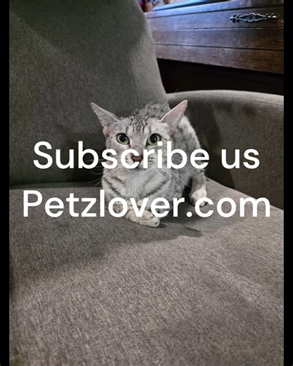 ✨ Meet Xena, a stunning female Egyptian Mau cat known for her natural beauty, grace, and intelligence 🐱✨ Egyptian Maus are admired for their unique spotted coats, loyal personalities, and affectionate bond with their humans. Xena carries herself with elegance and confidence, making her a wonderful companion for cat lovers who appreciate a rare and refined breed. She comes with FULL CFA rights and official paperwork, offering excellent value for both companionship and responsible breeding plans