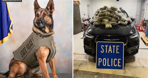 K-9 sniffs out 40 pounds of marijuana in Pennsylvania traffic stop