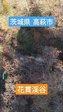 華やかな紅葉と花貫川の清流「花貫渓谷」#花貫渓谷#高萩市#茨城県#渓谷美#吊り橋#清流#紅葉スポット#空撮#shorts