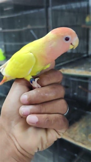 #parrot #cute #birds #funny #greenparrot #maintota #funniestvideo #funnyanimal #rhymes #talkingparot