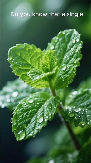 Mint Leaves Benefits | Natural Freshness, Digestion & Stress Relief 🍃🌿