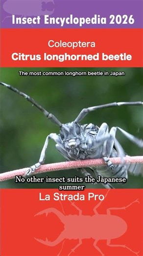 [Insect Encyclopedia 2026] Citrus Longhorn Beetle: Deep Blue Bug!#LonghornBeetle #Insect #Nature #4k
