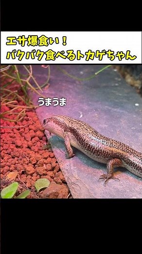 A Japanese lizard warms its body and eats food enthusiastically! [Reptiles, Breeding, Feeding]