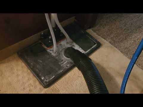 How Professionals Remove Cat Urine