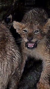 Serengeti lion cubs encounter | A rare wildlife moment in Kenya & Tanzania