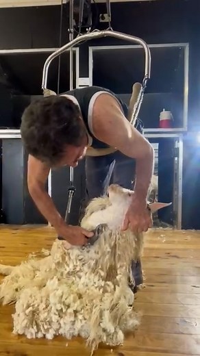 Shearing Angora goats
