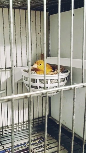 This canary will be able to give us the long-awaited Bruno Jasper Double Dilution canaries