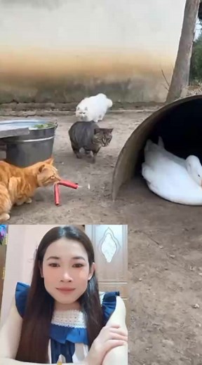 សង្គ្រាមរវាងឆ្មា និងក្ងាន សើចឡើងហៀទឹកភ្នែកហាហាហា🤣🤣🤣 #reelsinstagram #reelsviralシ #Follow #fypシ゚viralシ #reelschallenge #video #reelsfypシ #foryouシ #reelsfb #foryou #fb #reelsvideoシ #funny #reelsfbシ #viralvideoシ #reelsfacebook #highlightseveryone #fypシ゚ #reels #reelsvideo | Champa Meas