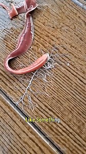 This Worm’s Hidden Power Will Shock You 😳🪱 🪱 This worm looks normal… until it spits out an alien weapon! 😳 It’s called a ribbon worm, and when it’s touched, it shoots out a white, sticky web called a proboscis — wrapping around its prey like a living harpoon. Nature never fails to surprise us. 🌊🧬 --- #ScienceViral #WeirdNature #AlienWorm #NatureFacts #WildDiscoveries #MarineBiology #WeirdScience #RibbonWorm #ScienceShorts #ViralReel #AmazingNature #DeepSeaCreatures #CrazyNature #BiologyFac