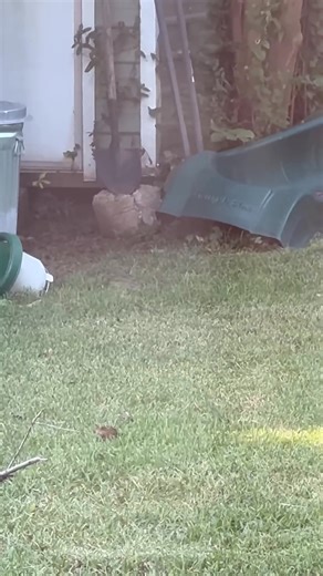 Wirehaired Pointing Griffon | Wirehaired Pointing Griffon