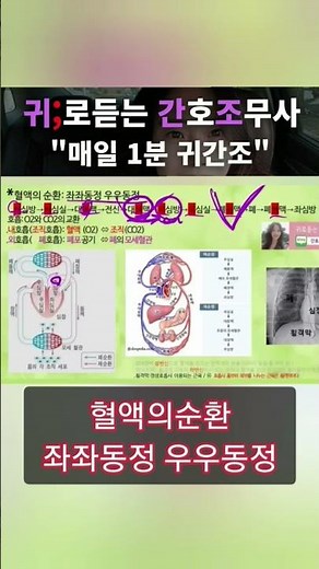 Blood Circulation) Nursing Assistant Anatomy & Physiology (Human Body Structure and Function)