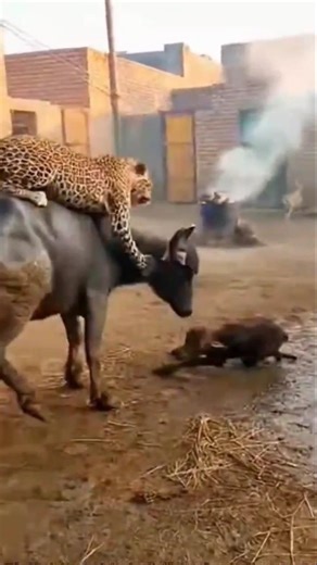 Mother Buffalo Slips as Leopard Strikes—Dogs Rush In to Save Her 😱🐃