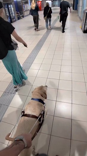 ❤️ Going Home after Sculptures by the Sea ❤️🦮😎 | Solo Guiding Tony