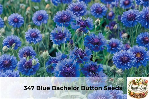 Blue Bachelor Button Seeds | Tall Cornflower Annual Flower, Pollinator Garden (1/16 Oz) - Etsy