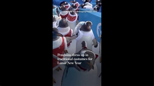 Penguins dress up in traditional costumes for Lunar New Year | Cleopatra Fitzgerald
