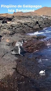🐧Así suena el pingüino de Galápagos 🎶🌊 En la isla Bartolomé fuimos testigos de algo único: el particular canto del pingüino de Galápagos, la especie más pequeña del mundo y la única que habita en el hemisferio norte y sur a la vez. 🐧💙 🎥 M. Calderón 👉 ¿Ya escuchaste alguna vez el canto de un pingüino en vivo? | Galápagos Naciente