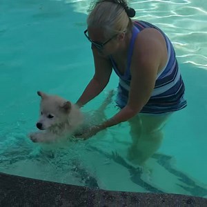 165 reactions · 6 comments | Swimming lessons with Orlando! Teaching pups how to and WHERE to exit the pool is ALWAYS a high and daily priority here. Building puppy confidence daily!! FINALLY remembered to capture clips of their lessons for you all... instead of us just enjoying them | Pomskies of California-Vaca Valley Pomskies and Associates | Facebook