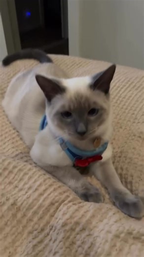 13 reactions | Siamese Kittens for AdoptionBeautiful male and female...