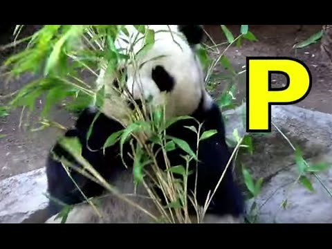 ALPHABET ANIMALS - PHONICS - ALPHABET SONG (Part 2) Kindergarten & First - EDUCATIONAL KID VIDEO