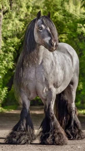 “Blue Cloud” is the kind of mare that doesn’t just enter a field — she commands it. Draped in a stunning blue roan coat that shimmers like storm-kissed silver, she carries the unmistakable power and elegance of the Gypsy Vanner. Her flowing mane and thick feathered legs move with quiet grace, while her strong, compact build reflects both beauty and strength. But beyond her striking appearance lies something even more captivating — a calm, intelligent spirit and a heart as steady as her stride. A