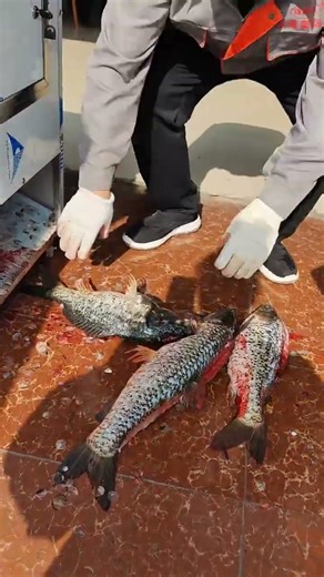 How to Clean Fish Like a Pro | First Catch, First Clean!#FishCleaning #FishingLife #shorts