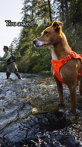 5.2K views · 53 reactions | Web Master 欄 Neck buckle. Our newly designed Web Master harness offers a side-release buckle step in option that doesn’t go over your dog’s head. | Ruffwear | Facebook