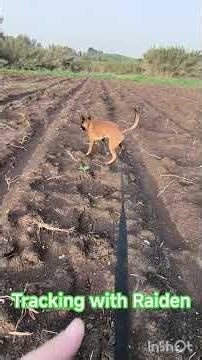 Tracking with Raiden #dog #dogs #dogsports #igp #igptracking #tracking #dogtraining