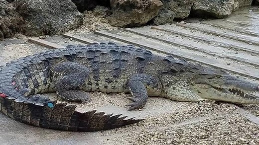 Six-foot crocodile spotted sunbathing on Beach in Hollywood, FL